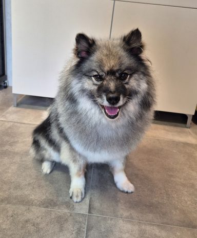 Trimsalon Soof Druten