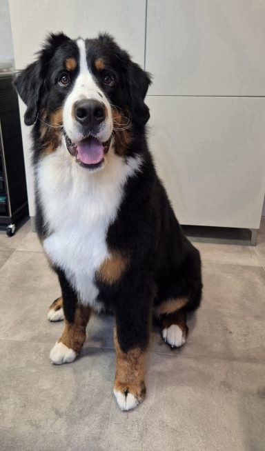 Trimsalon Soof Druten